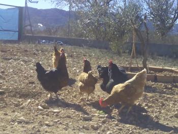 huevos ecologicos
