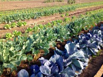 Verduras eco en valencia