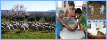Talleres de Elaboración de Queso