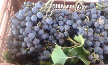 Uva tinta y blanca
