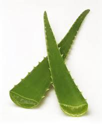 Dr Aloe!
