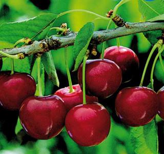 Cerezas