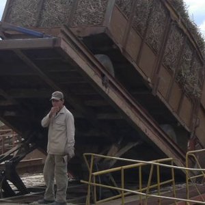 Zafra de azúcar orgánica en el Central Baliño, Santa Clarra (Cuba)
